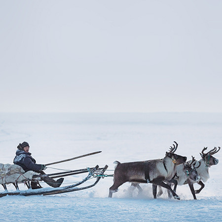 Where reindeers live