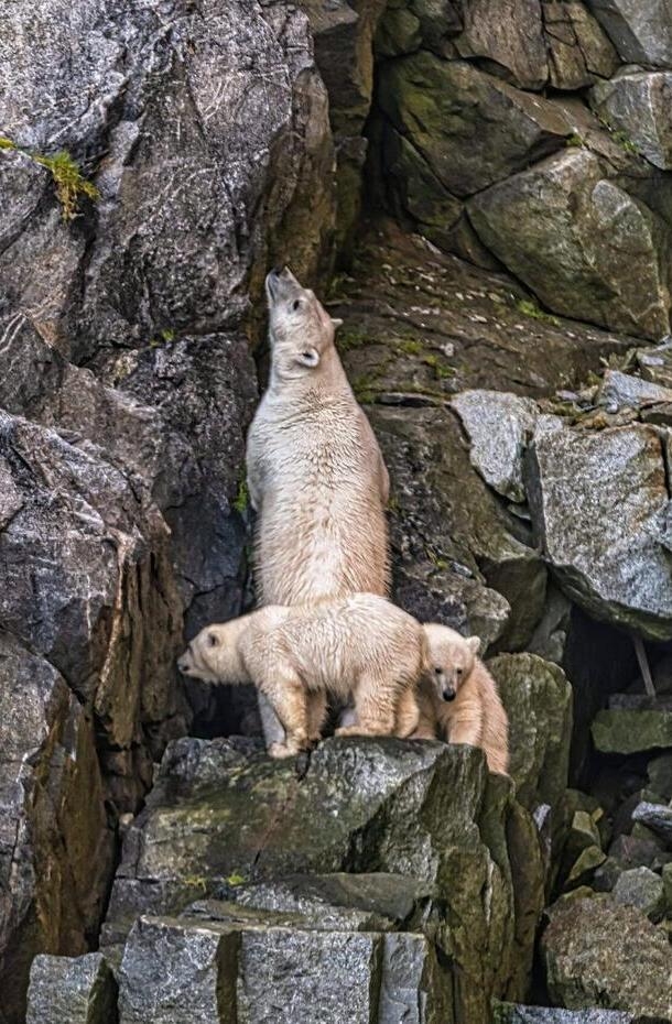 Travel to the Land of Polar Bears