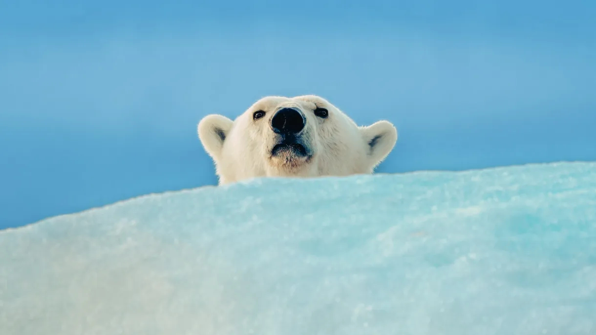 Where to See Polar Bears: The Best Places to Meet the Symbol of the North
