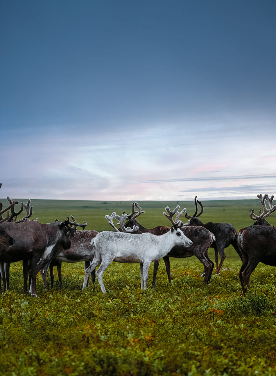 Yamal