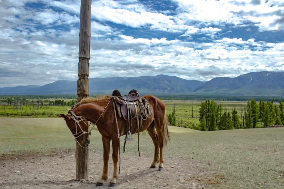 фото img_694e9b6b9494d.jpg