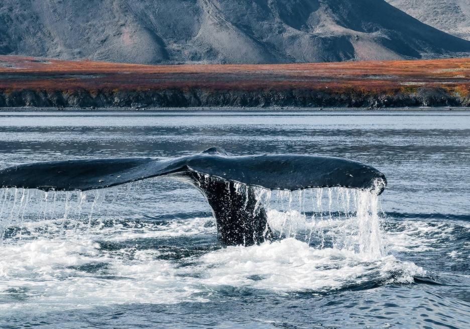 Visiting Chukotka 2026 Tours From RussiaDiscovery Book Online