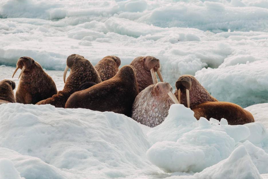 фото img_69ccb80a85f3b.jpg