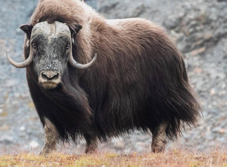 фото img_69ccb80f211cb.jpg