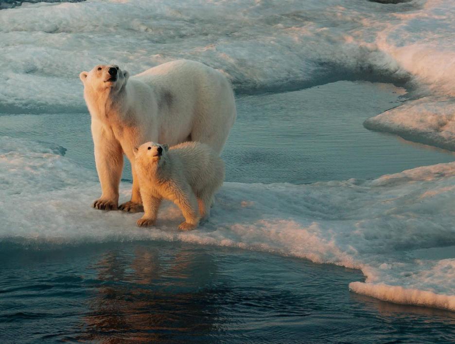 фото img_69ccb8164bd0e.jpg