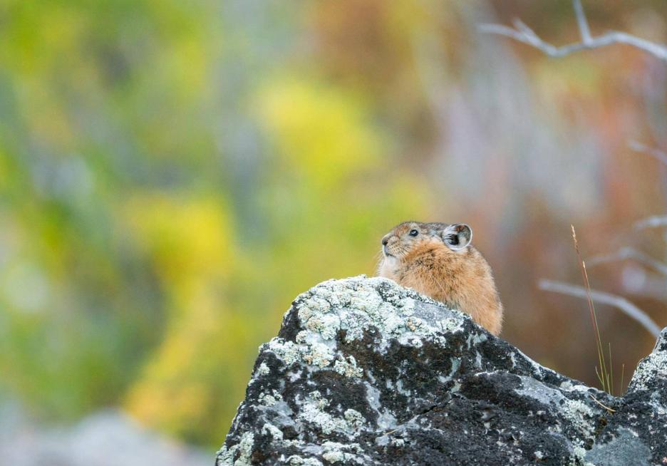 фото img_68d0379a7bb44.jpg