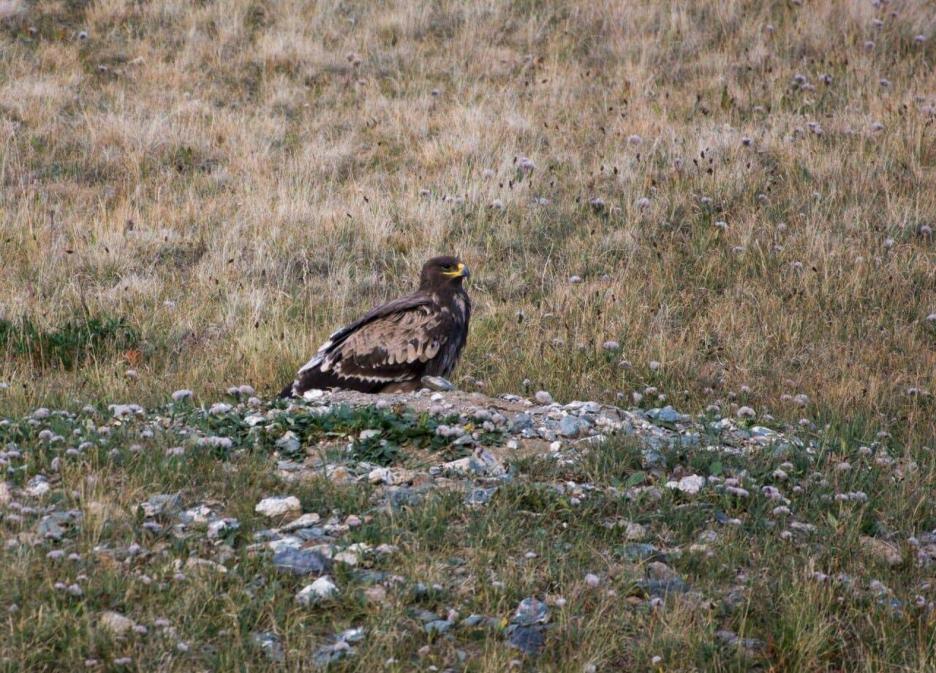 фото img_68d0379fd5d38.jpg