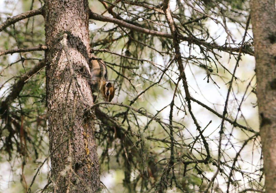 фото img_68d038278e473.jpg