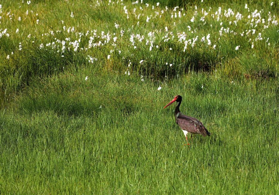 фото img_68d65c548daa5.jpg