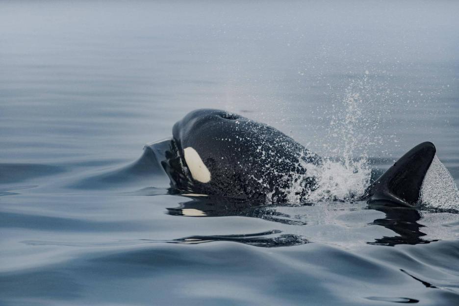 фото img_6900a84854d12.jpg