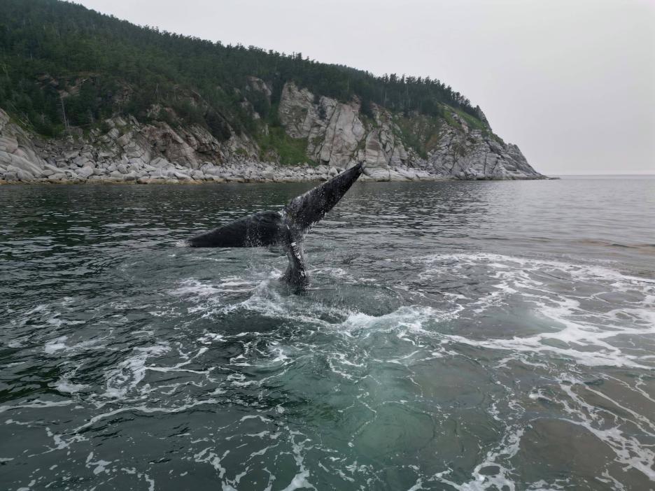 фото img_6900a8a526ded.jpg