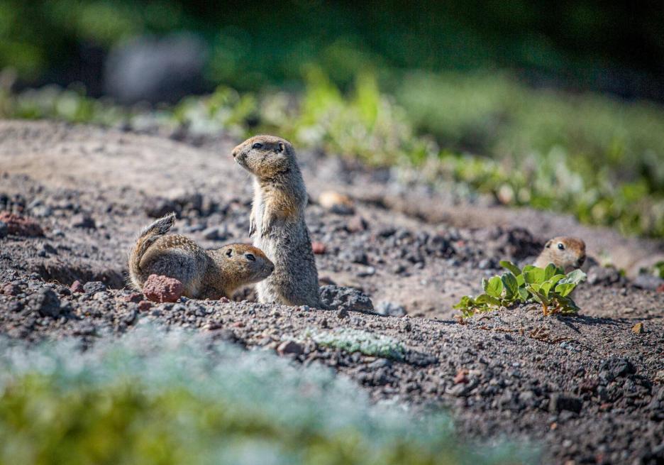 фото img_691d8eeae3f8a.jpg