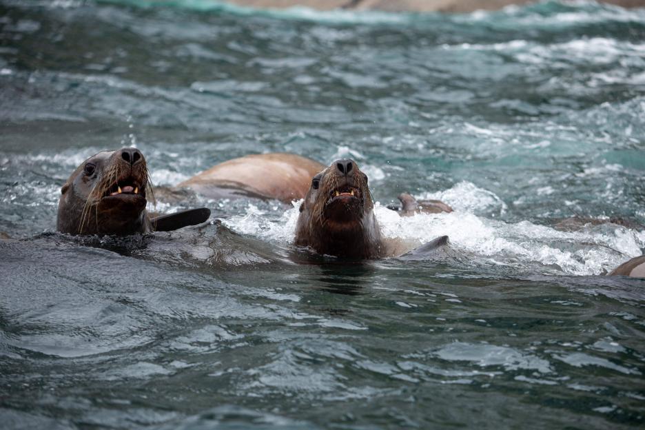 фото img_694e5125e0532.jpg