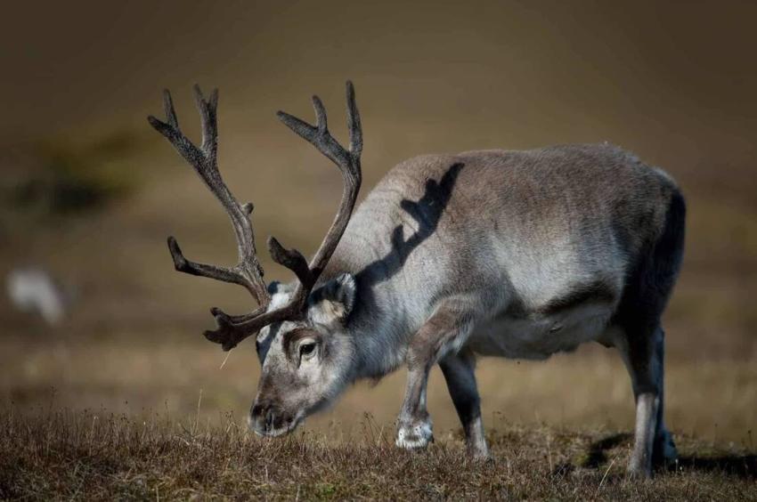 Svalbard: Guide with Sublime Photos