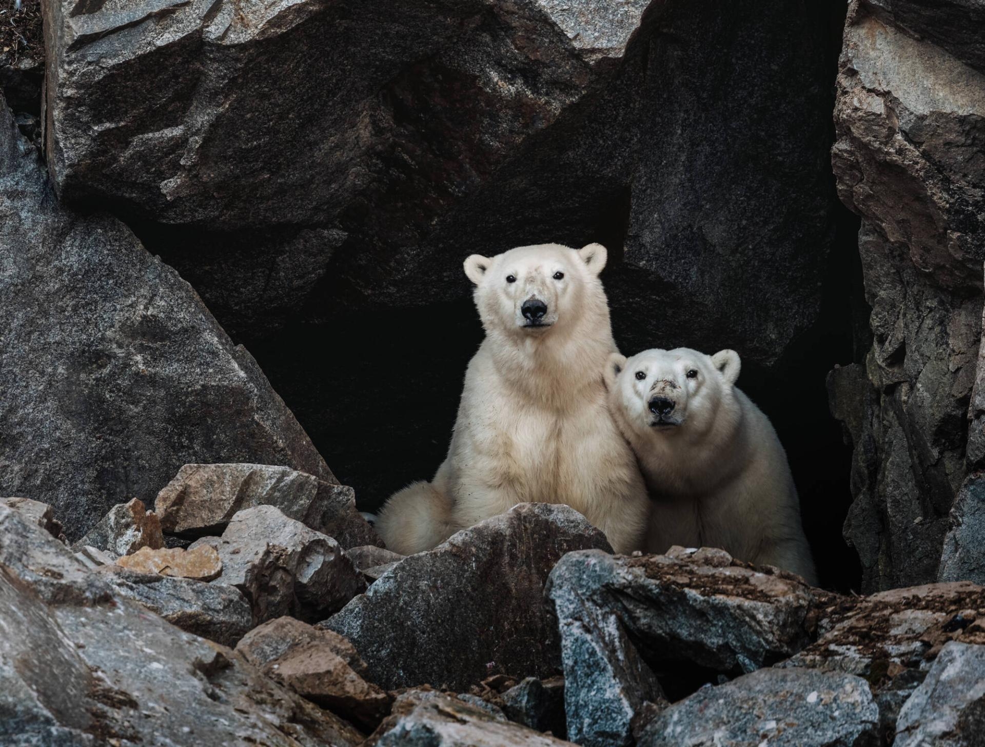 VIP Cruise to Wrangel Island