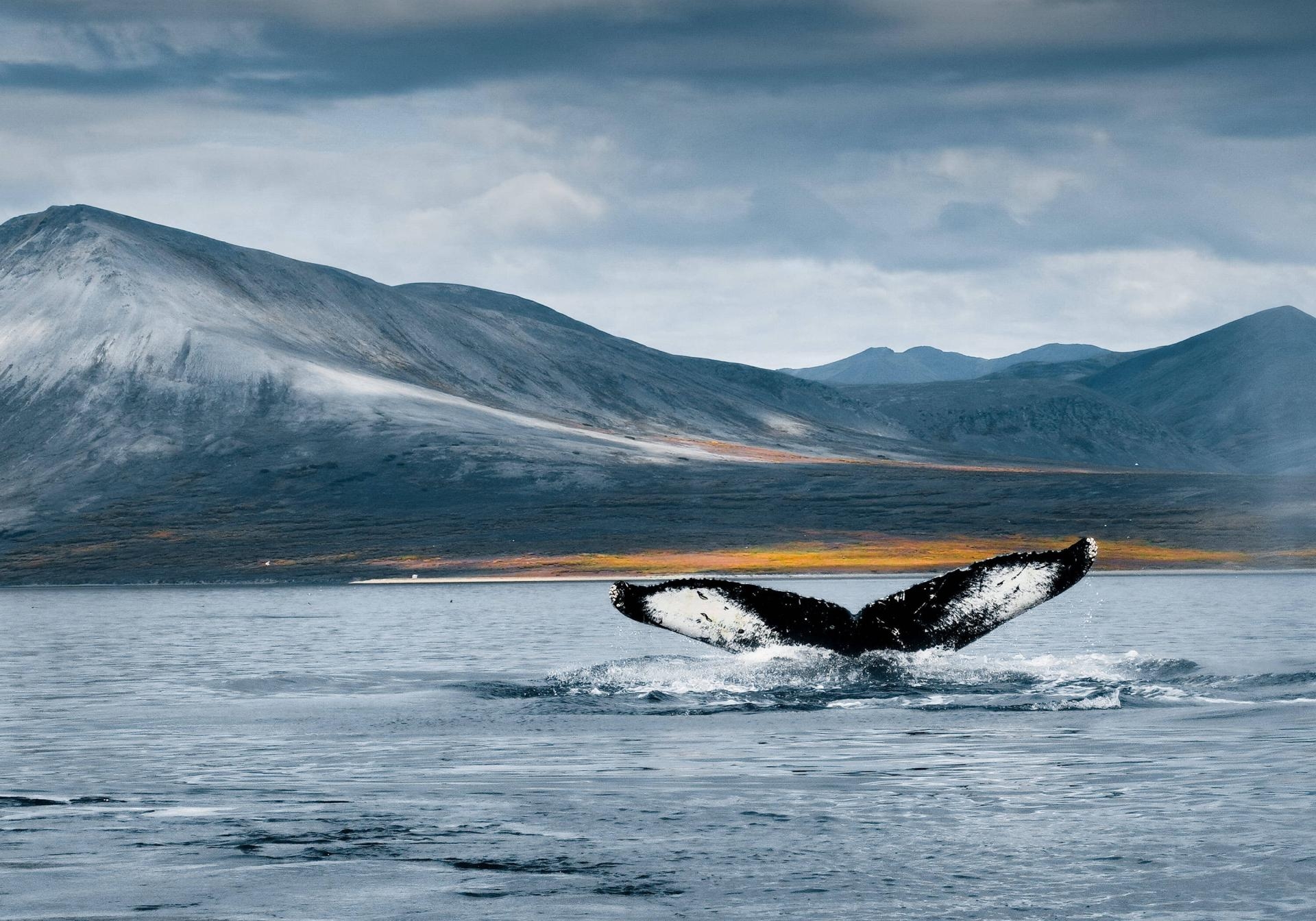 The Great Chukotka Expedition