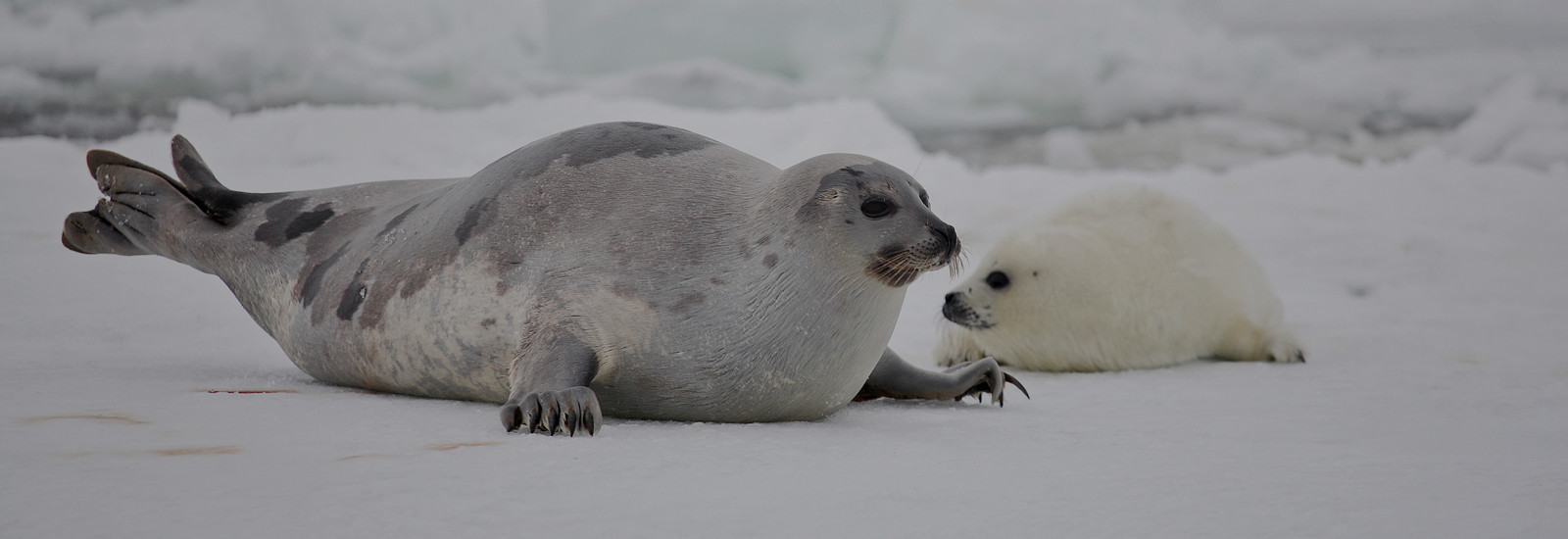 Watching the Baby Seals