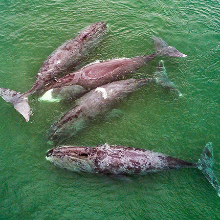 Shantar islands