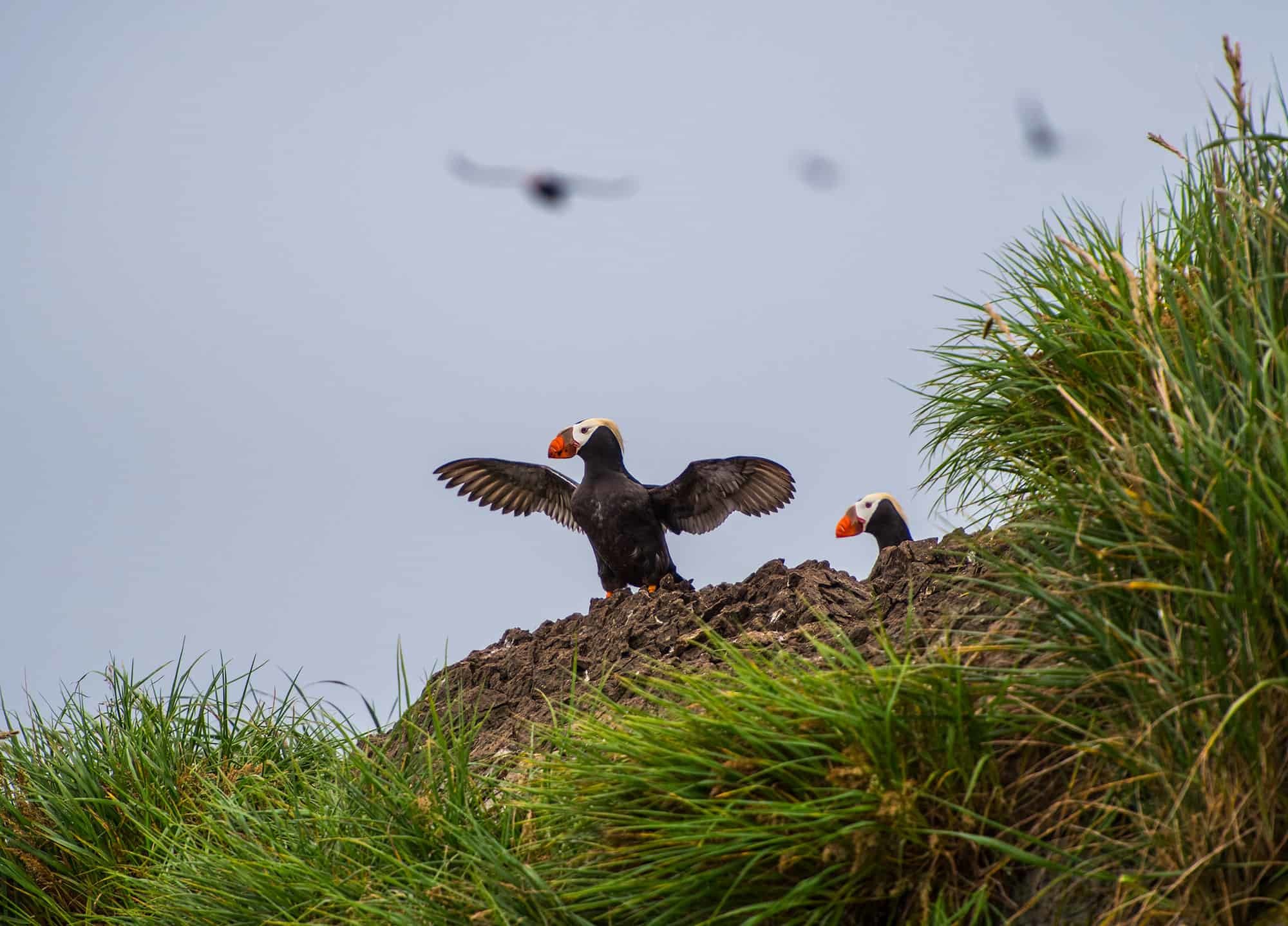 Wildlife watching. Командорские острова. Топорки остров Командорские острова. Бакланы Командорские острова. Командорские острова птицы.