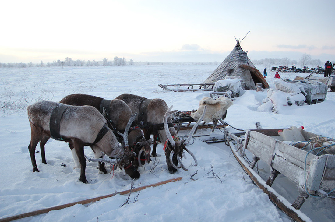 reindeer herders