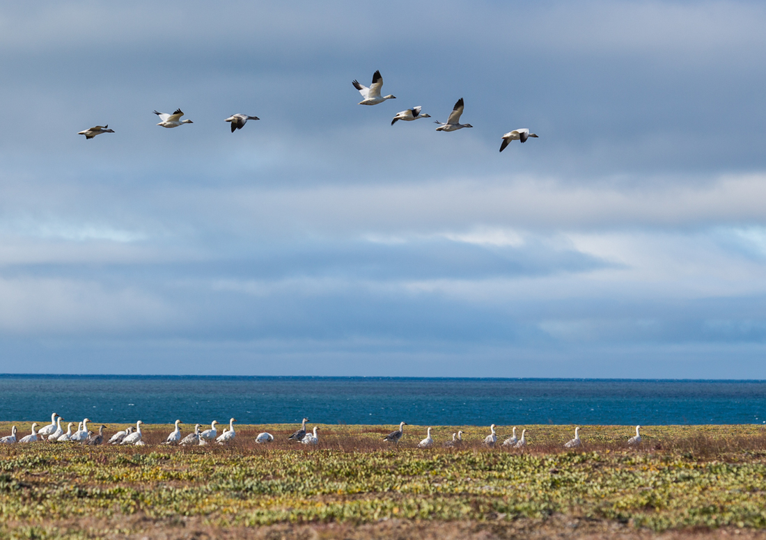 snow geese