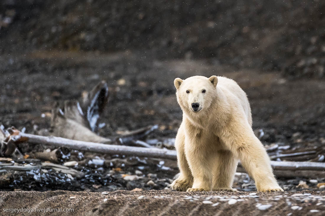 polar bear