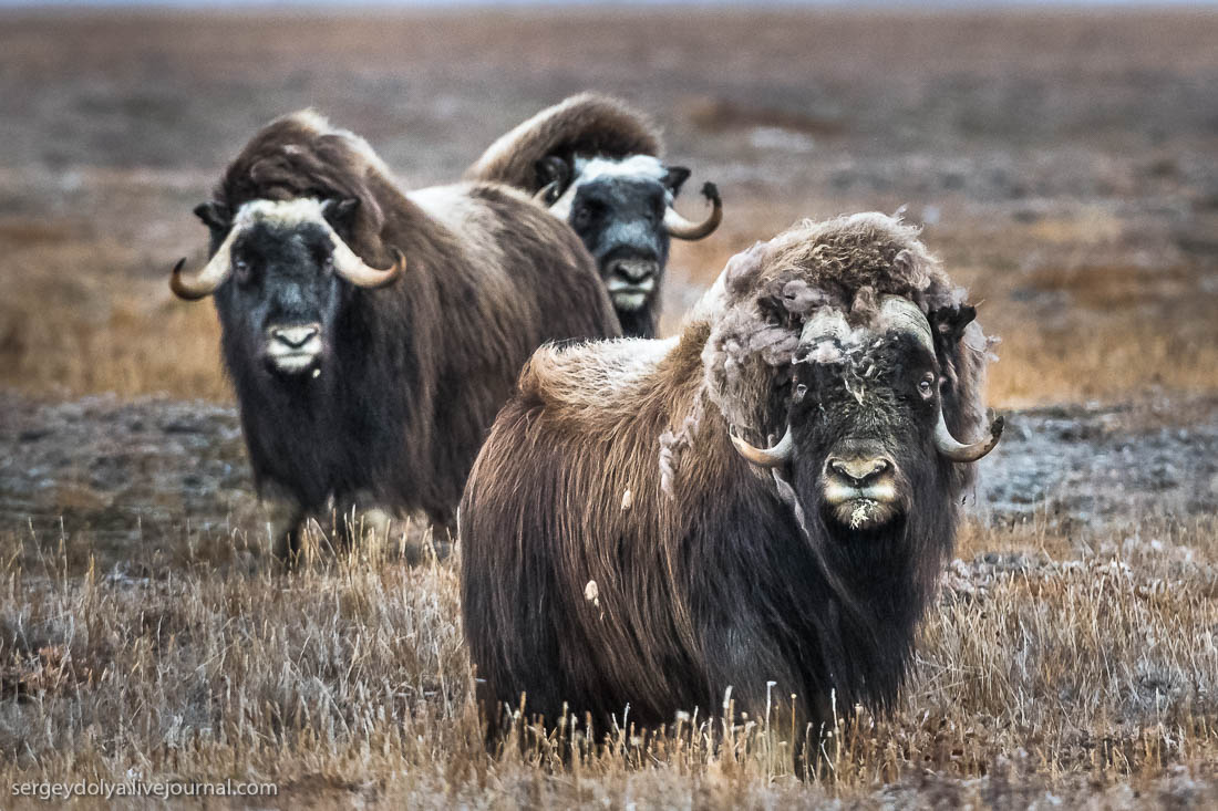 musk oxen