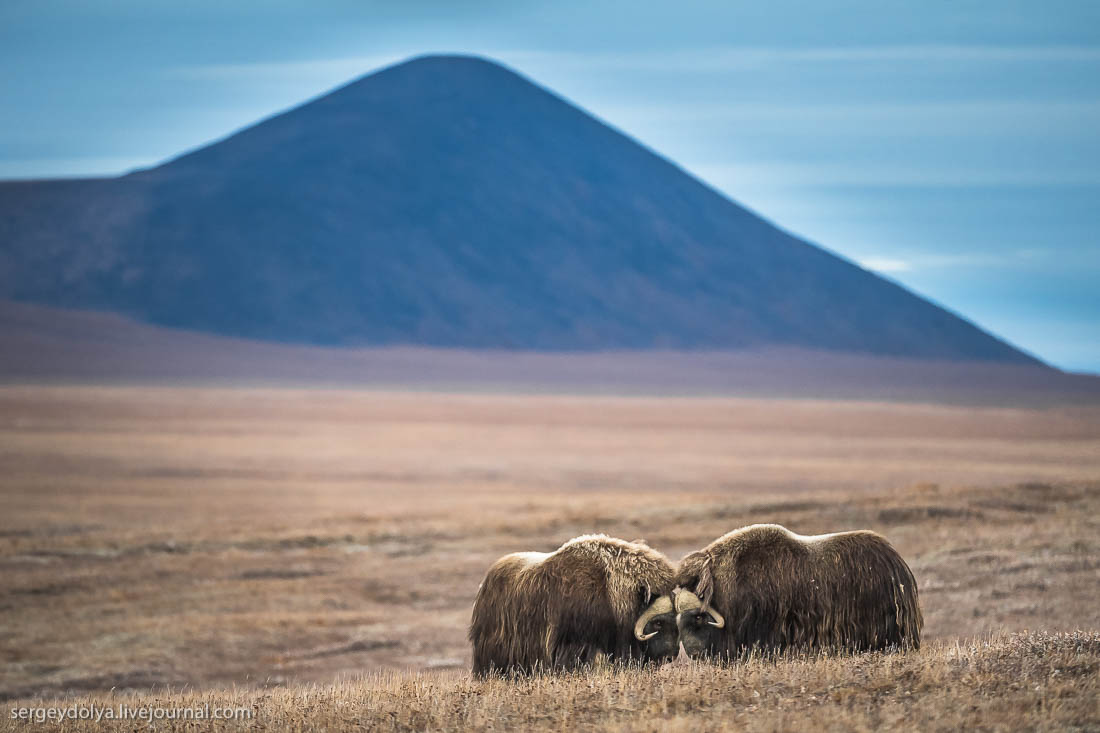 wrangel island