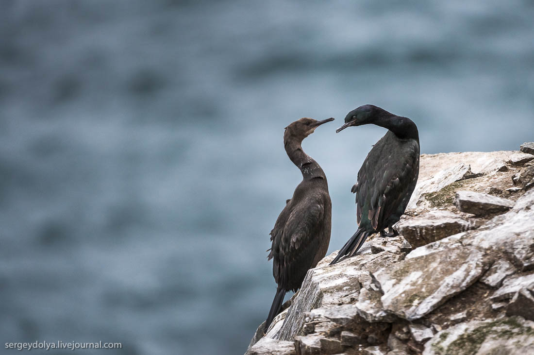 far north wildlife