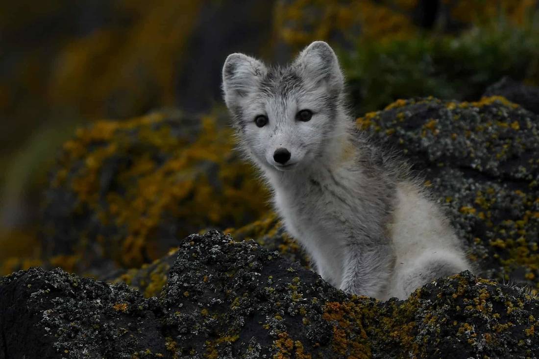 arctic fox