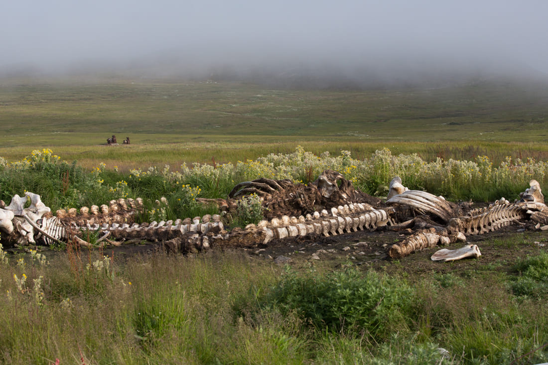 Wrangel Island Russia: Guide with Sublime Photos 