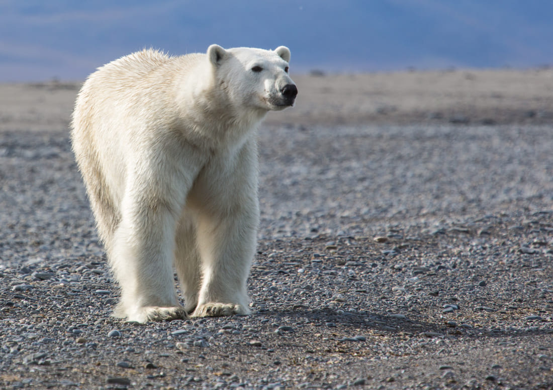 Wrangel Island Russia: Guide with Sublime Photos 