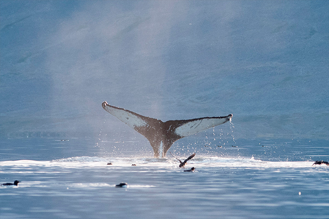 Cape Daghda yalangoch
