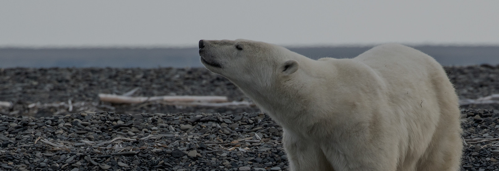 Jewels of the Russian Arctic