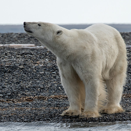 Jewels of the Russian Arctic