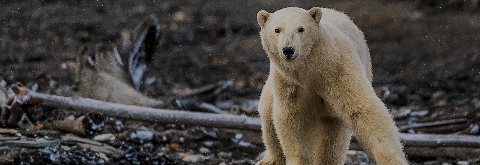 Expedition to Wrangel Island