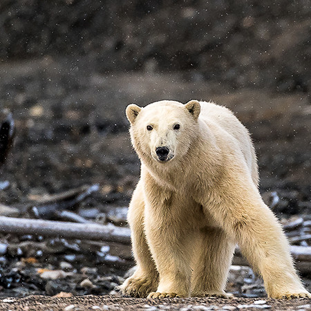 Expedition to Wrangel Island