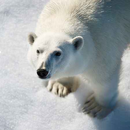 In the polar bear's kingdom