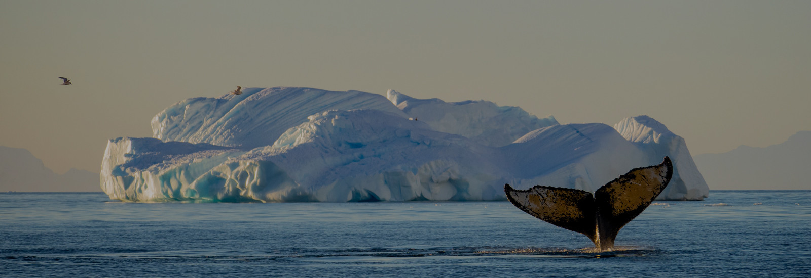 The Antarctic Summer