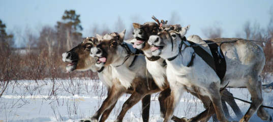 Yamal Travel 2019 | ⏰ Book Adventure Yamal Tour Online