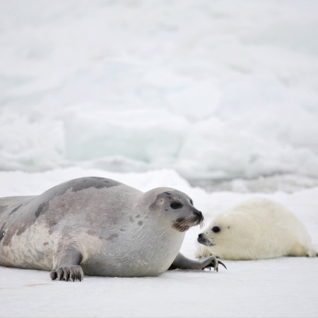 Watching the Baby Seals