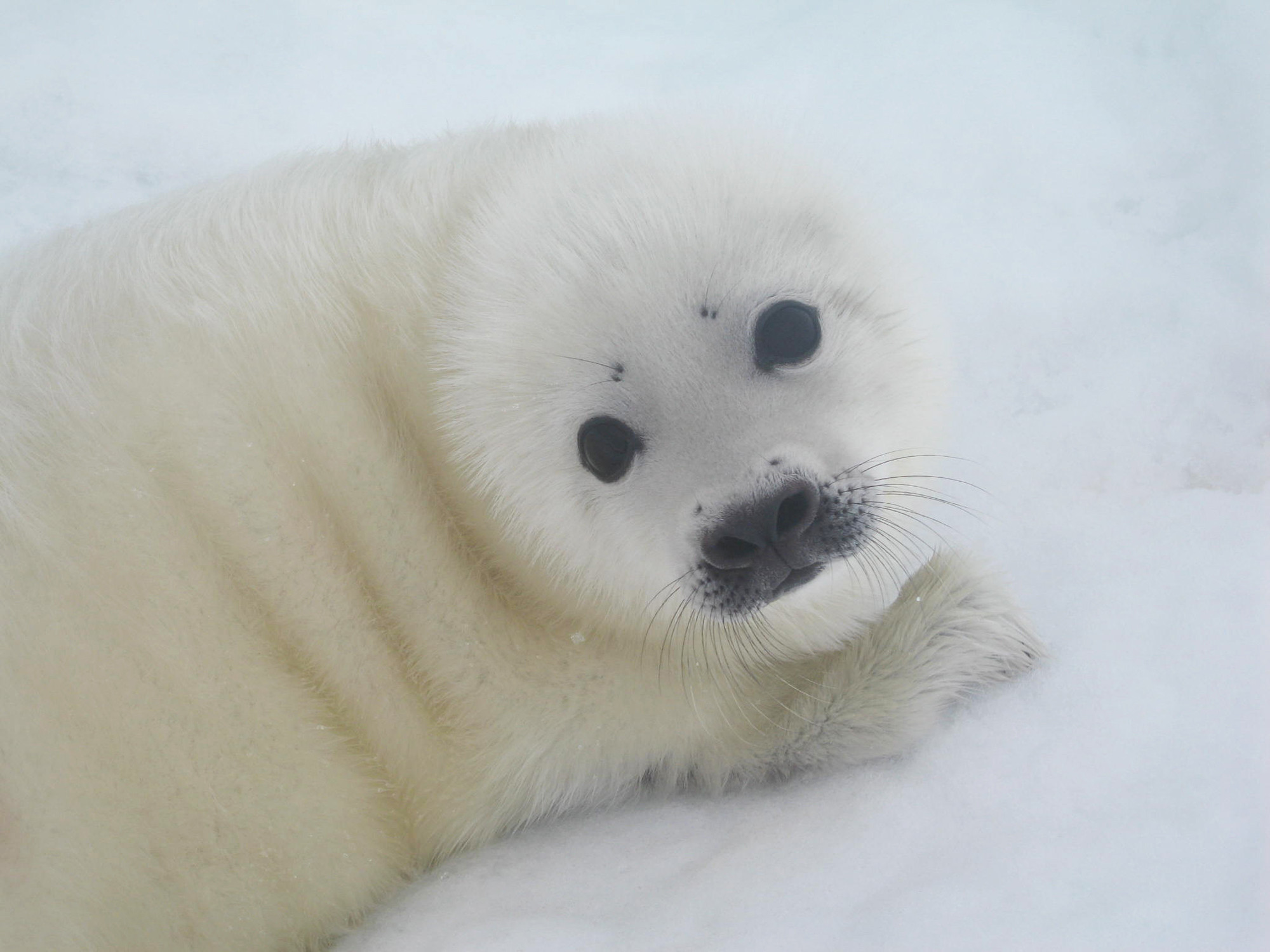 Watching the Baby Seals in the Russian White Sea in 2022