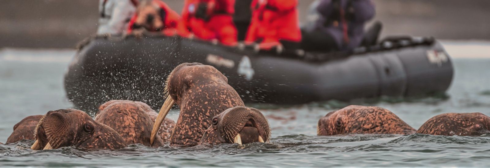 VIP Cruise to Wrangel Island