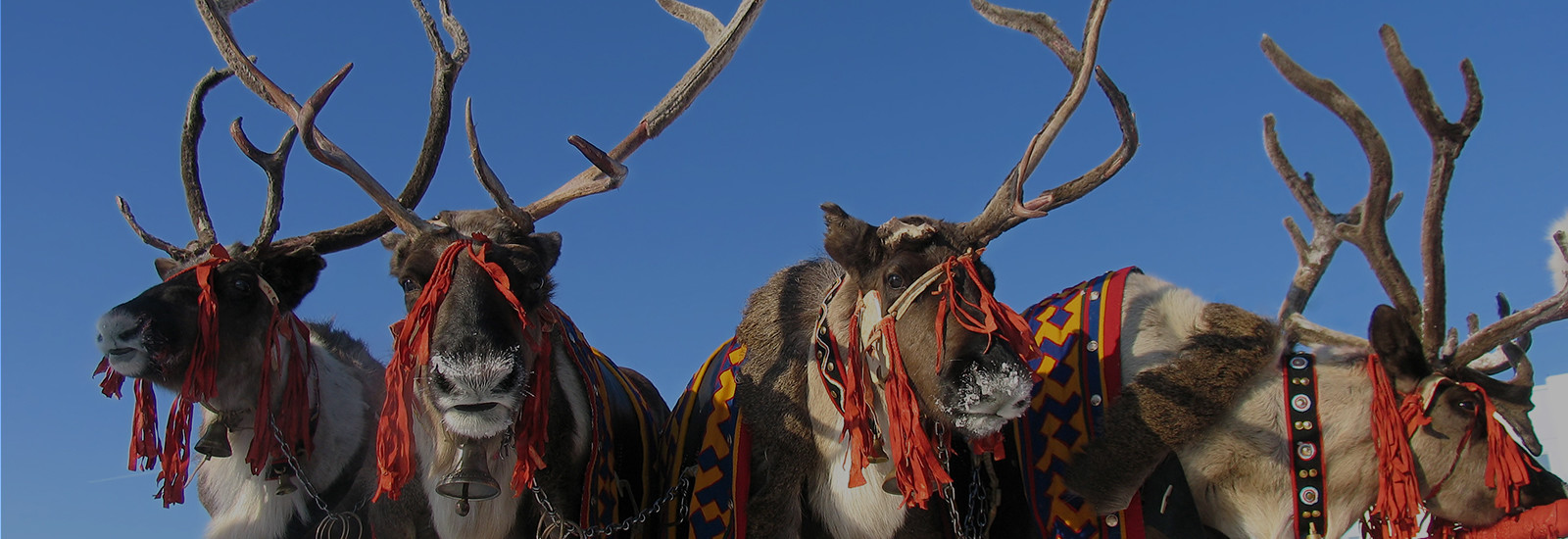 Reindeer Herders Festival