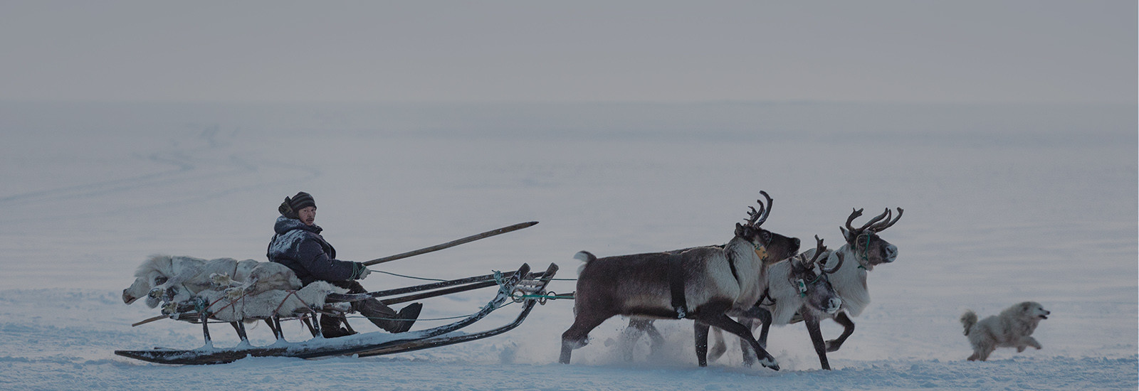 Where reindeers live