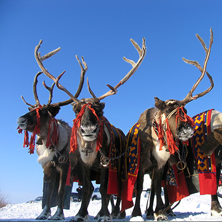 Reindeer Herders Festival